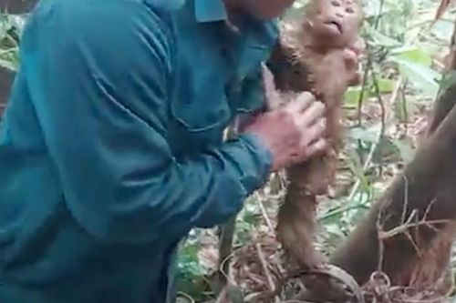 Giải cứu động vật quý hiếm trên 'cổng trời'