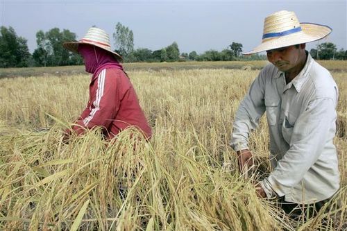 Thái Lan: Sản lượng gạo dự kiến giảm do El Nino
