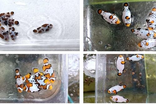 Phát triển sản xuất thương mại cá nemo
