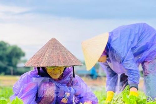Mưa lớn kéo dài, nông dân Quảng Ngãi dầm mình dưới mưa vớt vát nông sản