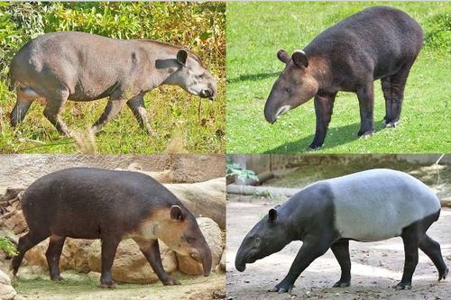 Phát hiện hài cốt 2.200 năm tuổi của gấu trúc khổng lồ và heo vòi gần lăng mộ hoàng đế Trung Quốc