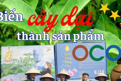 'Biến' cây dại thành sản phẩm OCOP