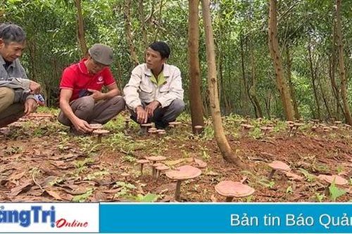 Triển vọng từ trồng nấm linh chi đỏ dưới tán rừng