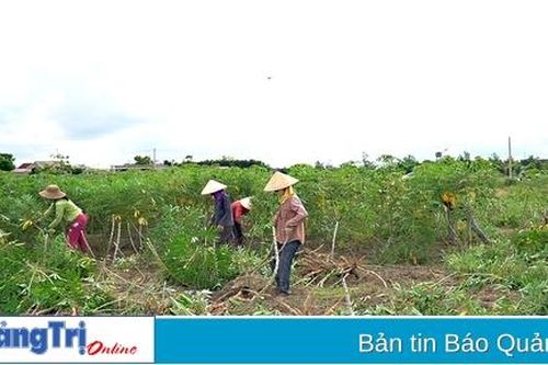 Công ty Cổ phần Chế biến tinh bột sắn An Thái hỗ trợ kinh phí cho nông dân thu hoạch sắn chạy lũ