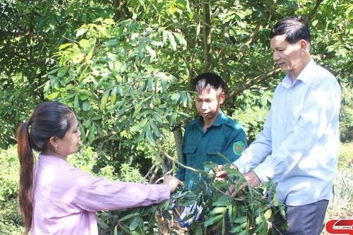 Phục hồi, chăm sóc cây ăn quả sau thu hoạch