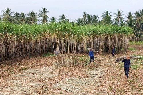 Giá mía tăng cao, thị trường nhộn nhịp