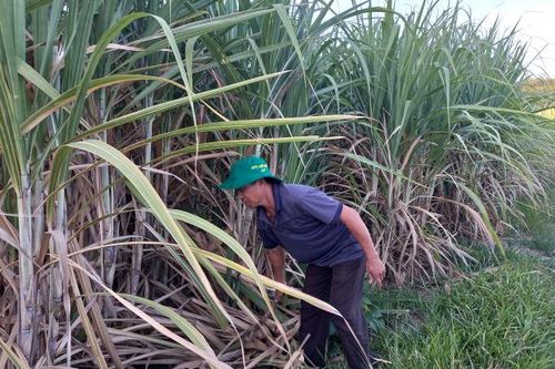 Nâng cao năng lực cạnh tranh cho ngành mía đường