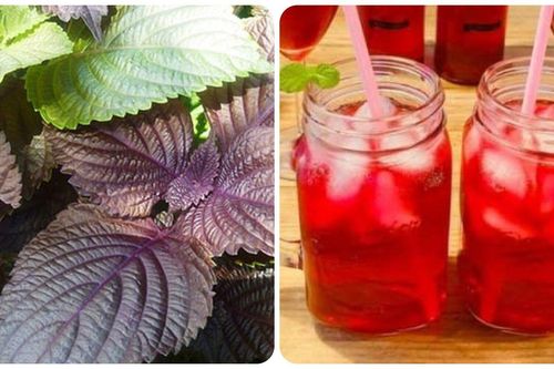 Điều gì xảy ra nếu bạn uống quá nhiều nước lá tía tô?