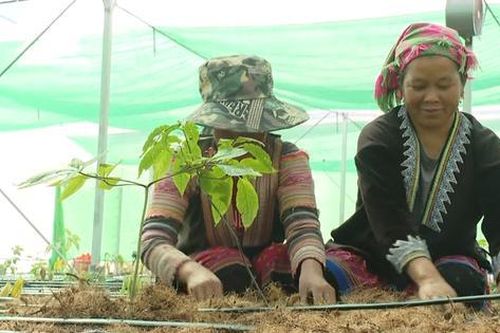 Nhiều chính sách hỗ trợ giống các loại cây dược liệu quý, hiếm để giảm nghèo bền vững