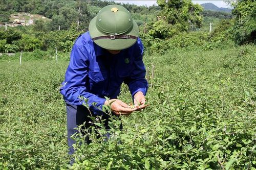 Ninh Thuận tập trung bảo tồn, phát triển nguồn gen cây dược liệu quý hiếm