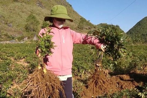 Phát triển dược liệu tạo sinh kế cho đồng bào dân tộc thiểu số