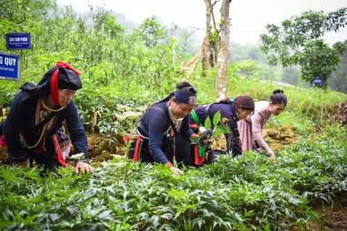 Ưu tiên phát triển cây dược liệu ở các vùng đáp ứng đủ tiêu chí