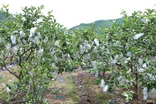 Cây ổi 'bén duyên' đất Mỏ