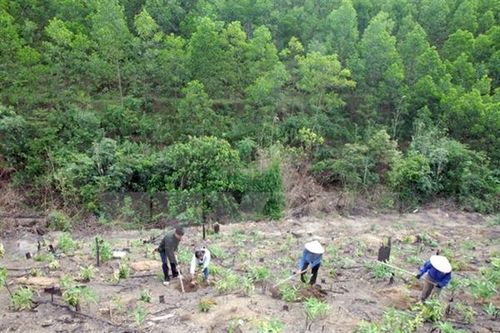 Kiểm toán nhà nước: Công bố kết quả kiểm toán chuyên đề việc quản lý, sử dụng Quỹ Bảo vệ và phát triển rừng giai đoạn 2020-2022