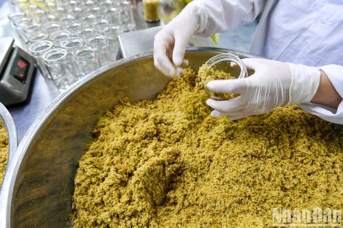 Khám phá quy trình sản xuất ruốc hàu đặc sản của Vân Đồn