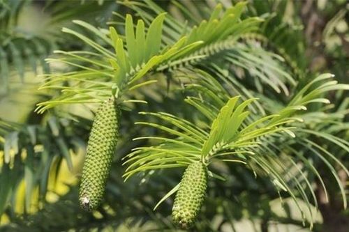 Bí ẩn cây 'hóa thạch sống' bị đóng băng suốt 66 triệu năm