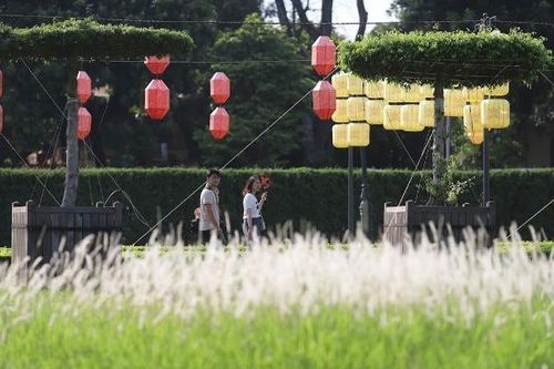 Xuất hiện bãi cỏ lau trắng muốt nằm ngay trung tâm Hà Nội
