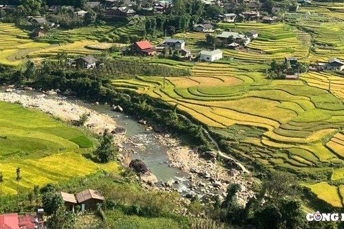 Tháng 10 về, bạn có hẹn với 'mùa vàng' Sapa