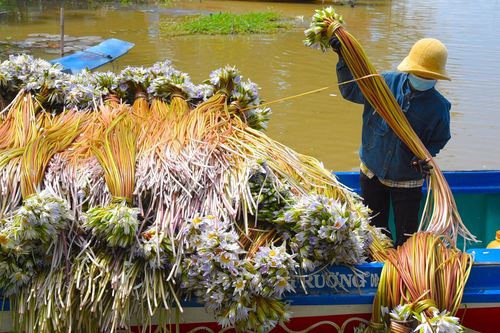 Thu hoạch 'súng ma' nơi đầu nguồn biên giới An Giang