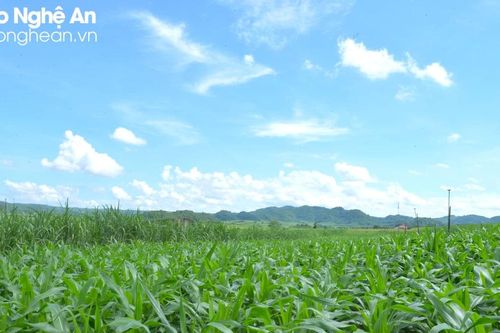 Vựa cam Quỳ Hợp giờ trồng bạt ngàn mía, ngô