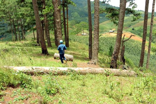 KTNN: Nhiều sai phạm trong thu, chi Quỹ bảo vệ và phát triển rừng