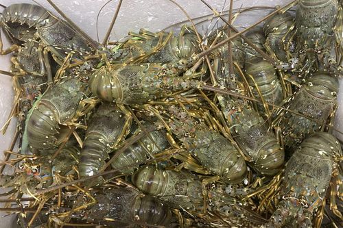 Khánh Hòa: Thiết lập chuỗi liên kết sản xuất, tiêu thụ tôm hùm