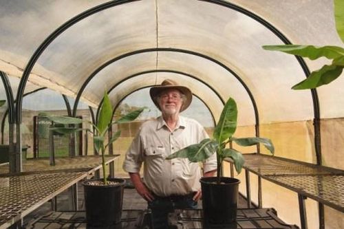 Australia lai tạo thành công chuối biến đổi gene đầu tiên trên thế giới