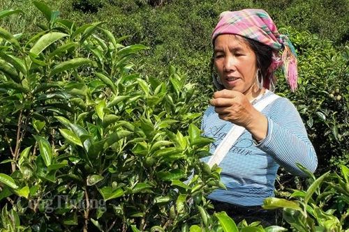 Việt Nam là nhà cung cấp chè lớn thứ 23 cho thị trường Anh