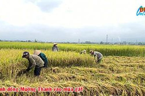 Cánh đồng Mường Thanh vào mùa gặt