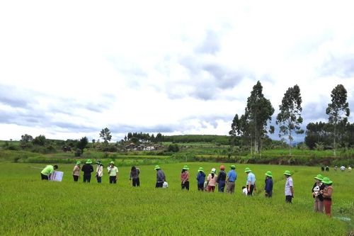 An Khê: Hội thảo đầu bờ đánh giá mô hình khảo nghiệm giống lúa chất lượng cao TBR97 và BC15