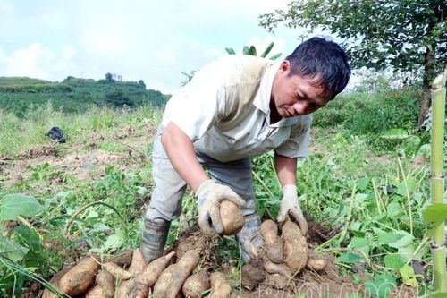 Vùng cao Bát Xát vào vụ thu hoạch củ sâm đất