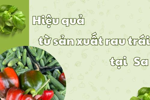 Hiệu quả từ sản xuất rau trái vụ tại Sa Pa