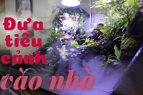 Đưa tiểu cảnh vào nhà