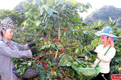 Đảng bộ xã Chiềng Ve chú trọng phát hiện, bồi dưỡng quần chúng ưu tú