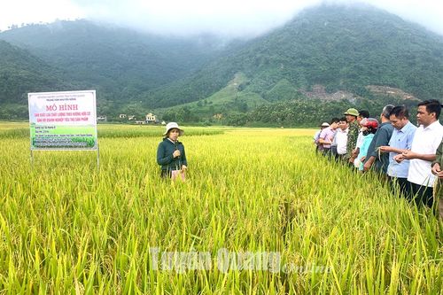 Sản xuất lúa chất lượng theo hướng hữu cơ gắn với doanh nghiệp tiêu thụ sản phẩm