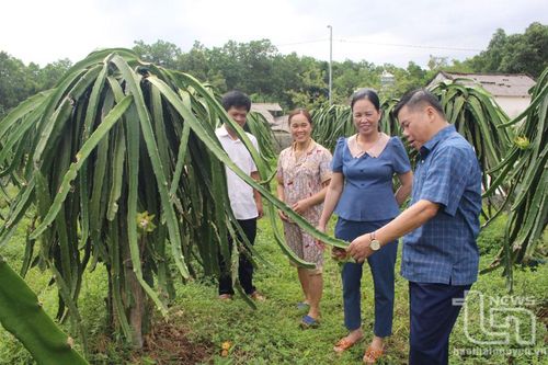 Hội Nông dân huyện Đại Từ: Nhiều giải pháp giúp hội viên phát triển kinh tế