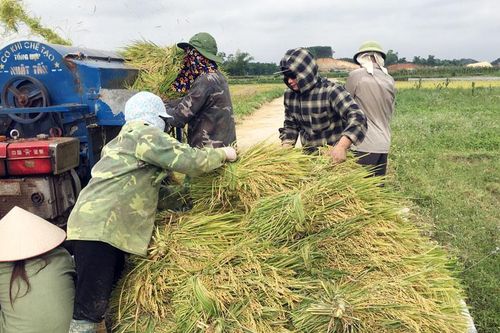 Phát triển 2.720ha lúa đặc sản theo hướng hàng hóa