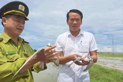 Hương Thủy: Tháo gỡ, tiêu hủy hàng trăm bẫy đánh bắt chim trời