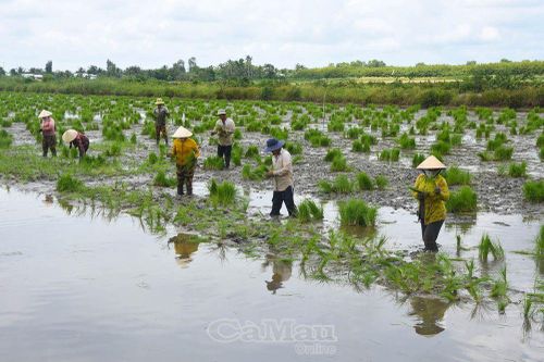 Thảy mạ vụ lúa - tôm