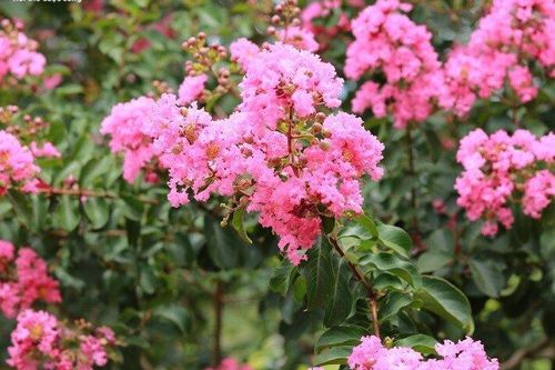 Có nên trồng hoa tường vi trước nhà?