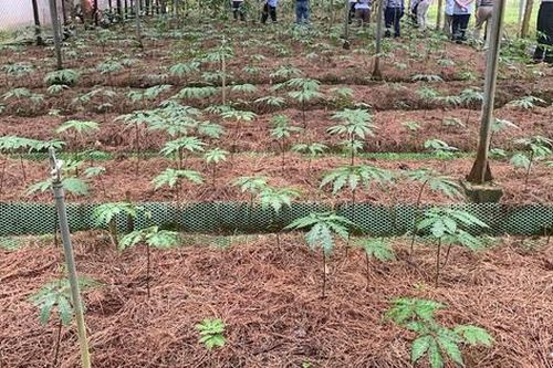 Dược liệu gắn với chế biến sâu để nâng cao giá trị