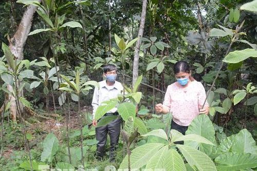 Tuyên Quang: Kế thừa và phát triển tinh hoa y học cổ truyền