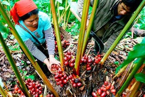 Ấm no nhờ phát triển vùng trồng cây dược liệu quý ở Điện Biên