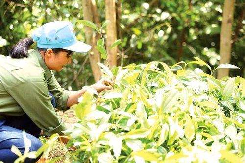 Để đưa dược liệu thành ngành kinh tế có giá trị cao
