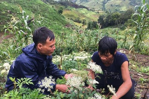 Trồng cây dược liệu trên đất hoang, đất ruộng bỏ không giúp dân thoát nghèo