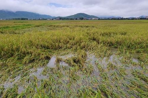 Hơn 543 ha cây trồng ở Thanh Hóa bị ngập úng do mưa lớn kéo dài