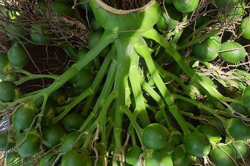 Quảng Ngãi: Cau vừa mất mùa vừa mất giá