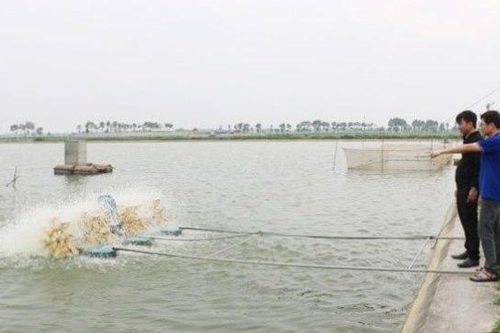 Nâng giá trị vùng nuôi thủy sản tập trung