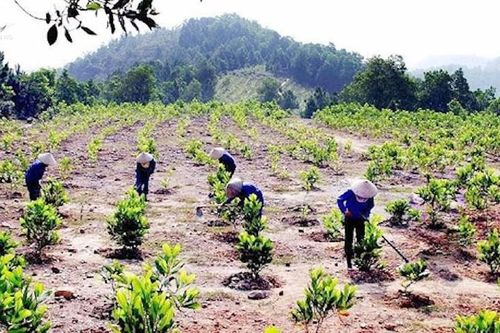 Nhiều vi phạm trong quản lý, sử dụng Quỹ Bảo vệ và phát triển rừng