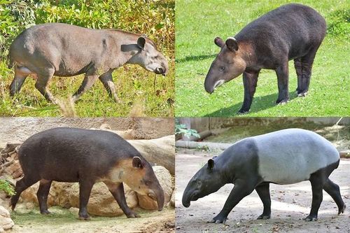 Phát hiện hài cốt 2.200 năm tuổi của gấu trúc và heo vòi